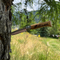 No°08 Oak Engraved Handle Folding Knife - Animalia (Blister Packaging)