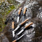 N°08 Limited Edition Engraved Animalia 6PC Set - Oakwood