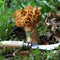 N°08 Mushroom + sheath